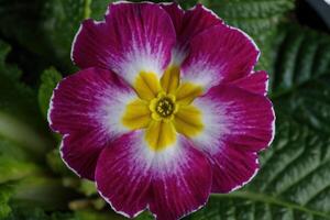 Primula, pink flower photo