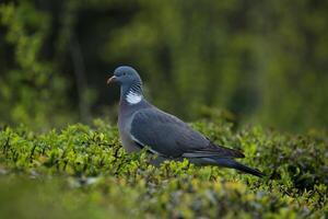 Wood pigeon on bush photo