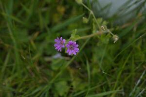 Dovesfoot geranium, tiny pink flower photo