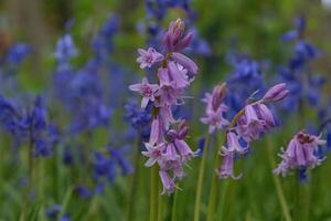 Common bluebell, pink hybrid photo