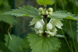 Dead nettle flowers photo