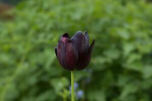 Tulip continental has opened photo