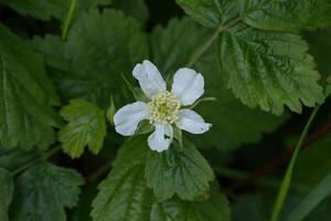 Wild raspberry flower photo