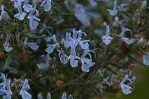 Miss Jessop's upright shrub flowers photo