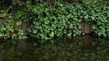 Ivy plant by the pond wallpaper photo