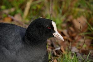 Coot head closeup photo