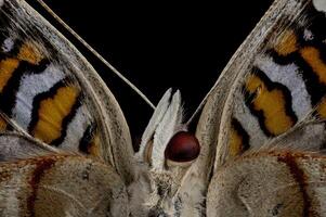 Blue pansy butterfly face macro photo