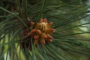 Pollen Pine cone photo