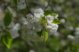 Wild cherry tree flowers photo