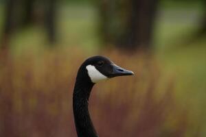 Canada goose head closeup photo