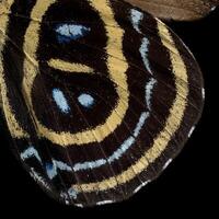 Superb numberwing butterfly, inner-bottom wing pattern photo