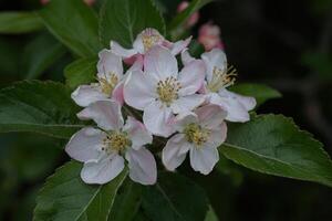 Sargent crabapple flowers photo