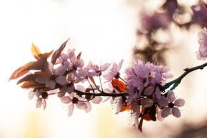 a branch with cherry flowers in the sunlight photo