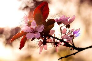 a branch with pink flowers and leaves in the sun photo