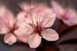 un cerca arriba de un Cereza rosado flor, flor pistilos foto