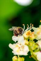 Bee on a flower of chestnut Aesculus hippocastanum with deep green background at sunny day photo