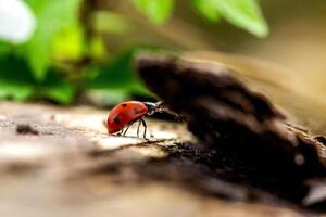 a ladybug is sitting on a log in the forest photo