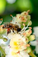 abeja en un flor de castaña aesculus hippocastanum con profundo verde antecedentes a soleado día foto