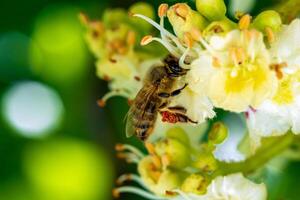 abeja en un flor de castaña aesculus hippocastanum con profundo verde antecedentes a soleado día foto