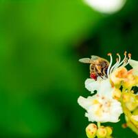 abeja en un flor de castaña aesculus hippocastanum con profundo verde antecedentes a soleado día foto