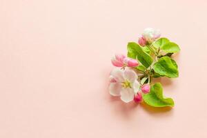 branch of a blooming apple tree on a plain background with green leaves, isolated object, place for an inscription photo