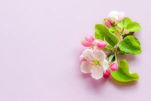 branch of a blooming apple tree on a plain background with green leaves, isolated object, place for an inscription photo