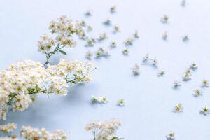 small white flowers on a branch on a plain blue background, Spiraea spring blooming, scattered flowers, blowing wind effect photo