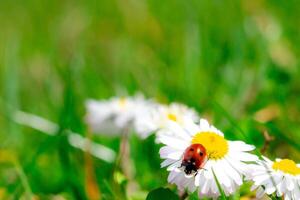 ladybug on chamomile on green grass background photo