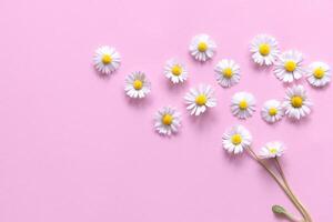 daisies on a plain pink background with space for writing, background, abstraction, white daisies on pink background photo