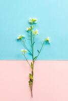 wildflower thorn with small flowers on a background of two tones,pink and blue, abstraction, pattern, design element, meadow flowers photo