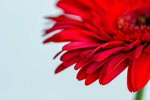 red gerbera , macro photo of red petals close up