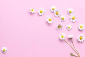 daisies on a plain pink background with space for writing, background, abstraction, white daisies on pink background photo