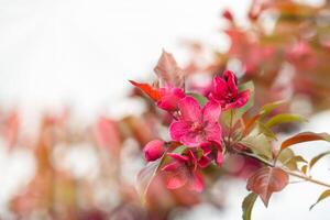 red flowers on a tree branch,bright pink flowers on a tree branch, in sunlight at sunset, bright rays of the sun photo