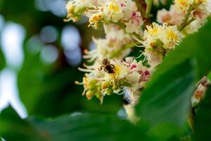 Bee on a flower of chestnut Aesculus hippocastanum with deep green background at sunny day photo
