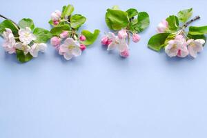 branch of a blooming apple tree on a plain background with green leaves, isolated object, place for an inscription photo