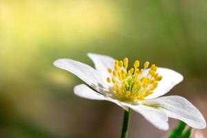 Isolated white flower in forest .beautiful bright blurry forest meadow with white flowers and sunlight, blurry trees in the background photo