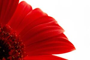 red gerbera , macro photo of red petals close up on a light background