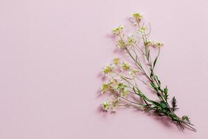 small bouquet of wild flowers on a pink background photo