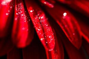 red gerbera , macro photo of red petals close up,