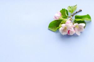 branch of a blooming apple tree on a plain background with green leaves, isolated object, place for an inscription photo