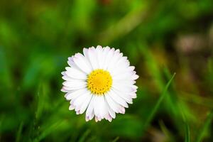 a single white daisy , view from above, in the grass background photo