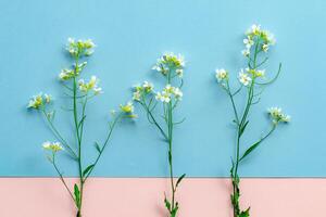 wildflower thorn with small flowers on a background of two tones,pink and blue, abstraction, pattern, design element, meadow flowers photo