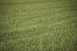 Field of barley cultivation photo