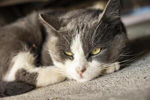 Cute Gray Domestic Cat sleep on the floor photo