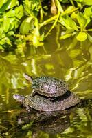 Aquatic turtle in a pond 4 photo