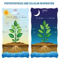 de la vida energía ciclo fotosíntesis y respiración vector