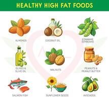 Nutrient Rich Healthy High-Fat Foods vector