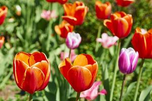 Gardening,landscaping. Blooming pink red tender tulips.green meadow photo