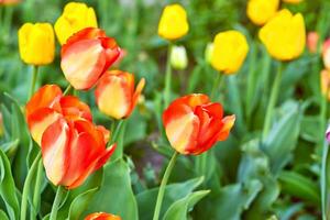 Gardening,landscaping. Blooming pink red yellow tender tulips.green meadow photo