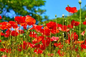 Red scarlet tender medicinal poppie, spring green summer garden photo